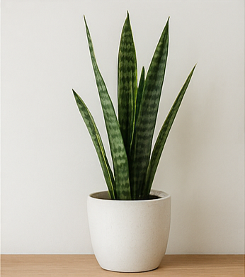 “Espada-de-São-Jorge em vaso de cerâmica.”