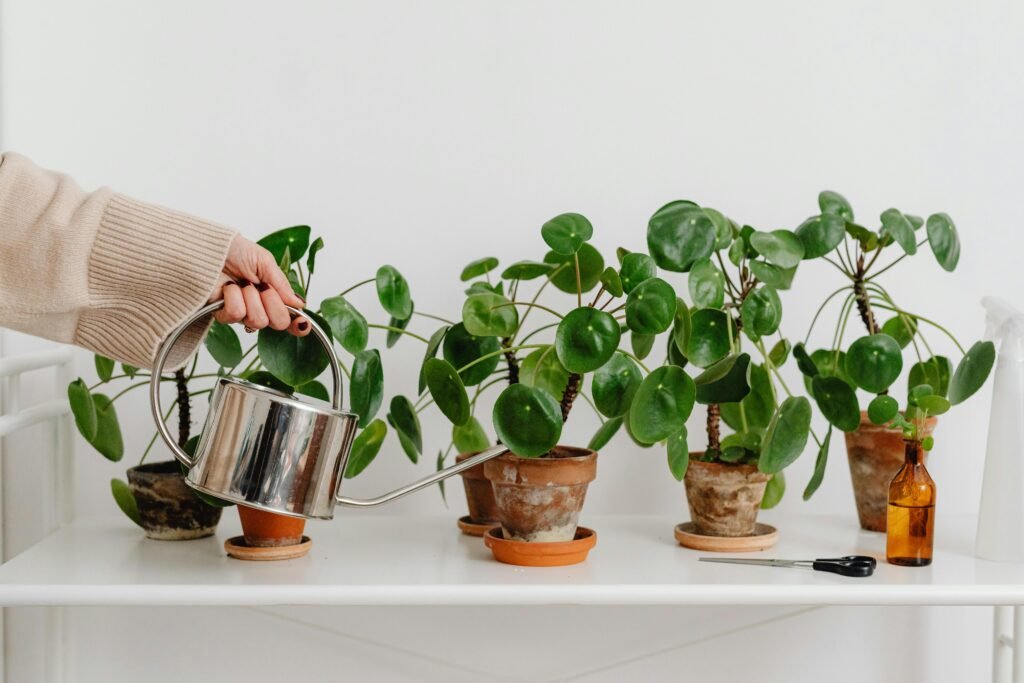 "Pilea em vasos de cerâmica"