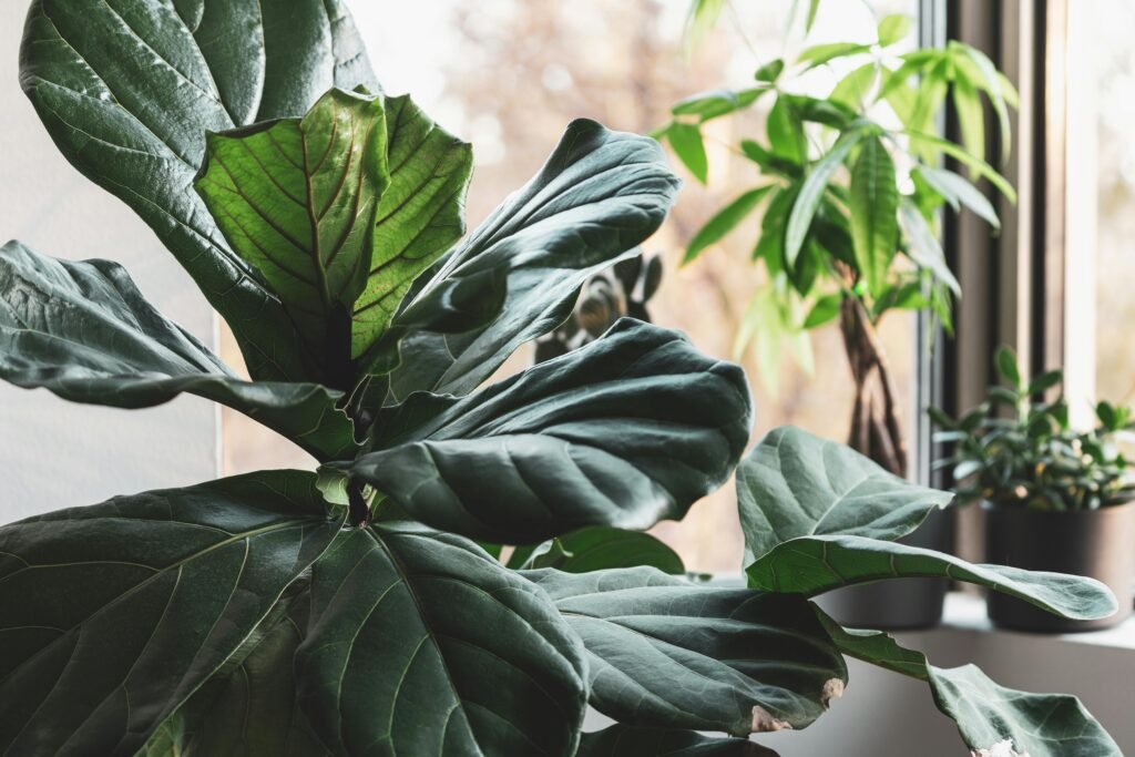 "Ficus Lyrata decorandao sala"