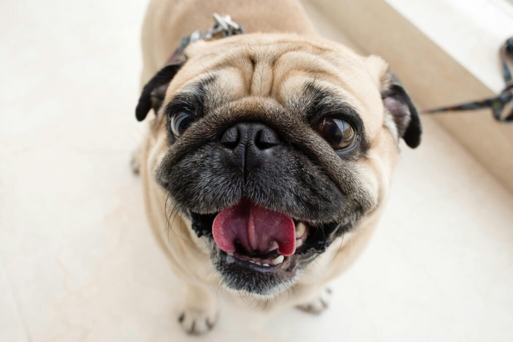 "Cachorro Pug posando para foto"