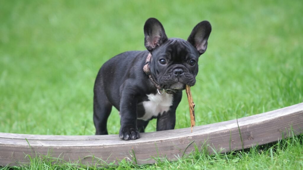 "Bulldog Francês em um gramado com um graveto"