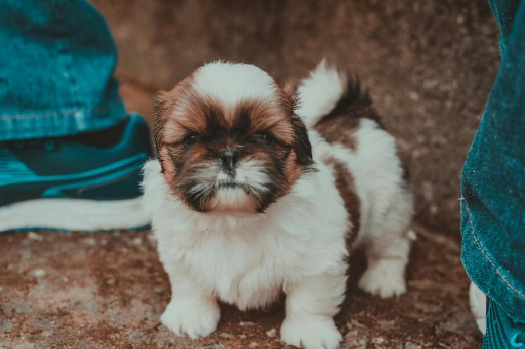 "Shih-tzu pequeno passeando"