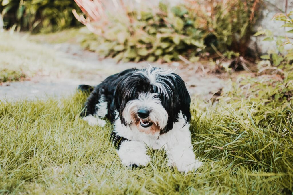 "Lhasa Apso deitado em um jardim"