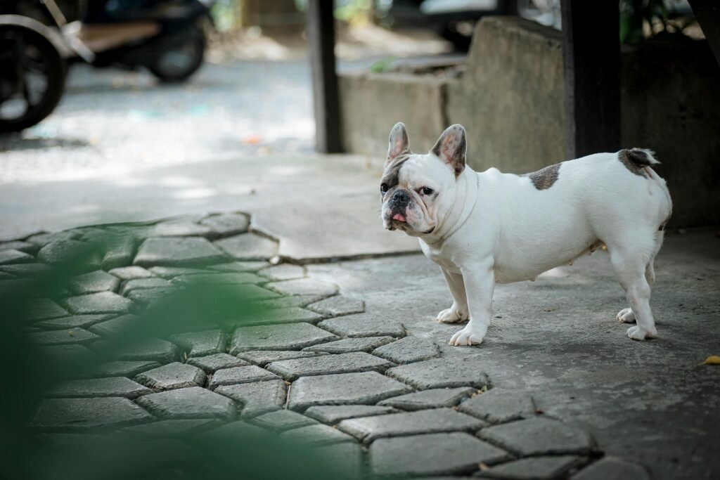 "Buldogue Inglês parado em uma calçada"