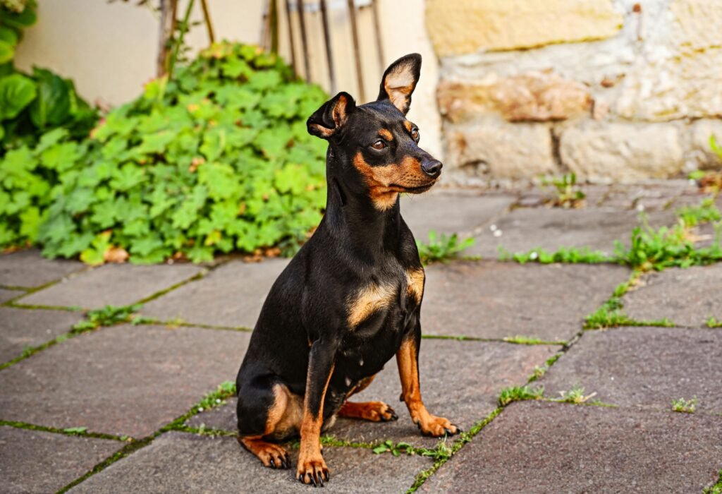 "Pinscher sentado em uma calçada"